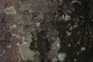 a close-up photograph of tree bark covered in moss and various types of lichen