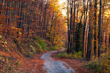 Road through a mountain beech forest on a bright autumn evening
