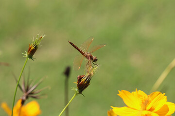 A rare golden winged dragonfly spotted at Kumarakom, Kerala, India