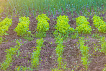 Vegetable bets with green oinons, salads, and dill; selective focus