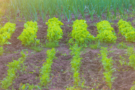 Vegetable bets with green oinons, salads, and dill; selective focus