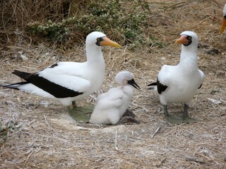 Nazca booby parents with their chick on a dry coastal nesting ground, showing natural behavior and family bonding.