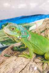 Green iguana on tree trunk