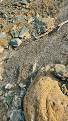 Piece of dead wood lying on pebble stones in dry river bed. Top view.
