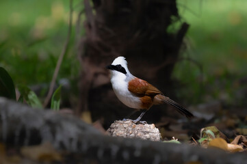 White-crested laughingthrush bird
