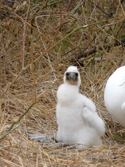 Fototapeta premium A young booby chick stands on dry ground in a nesting area, covered in soft white down.