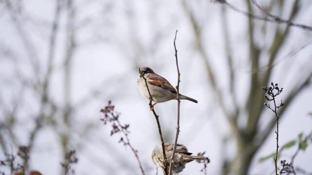 Two sparrows perch on tall twigs above a winter garden. The upper bird sings while the lower one sits quietly below.