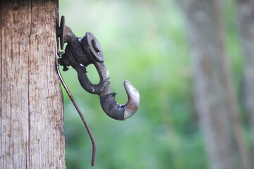 A metal hook is embedded in a tree trunk with visible bark texture.