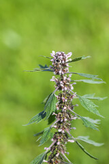 Leonurus Cardiaca or motherwort medicinal plant.