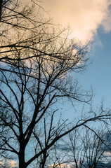 Autumn trees stands beneath a glowing dusk sky. It reflects harmony, calm, and the slow fading of day.