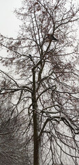 Obraz premium Branches appear against a muted twilight sky. Calm atmosphere and gentle seasonal change.