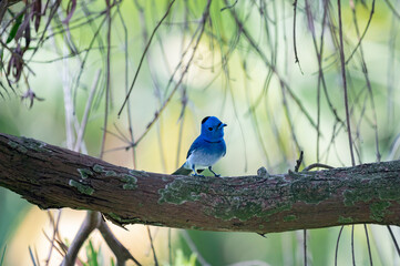 Cute black-naped monarch or black-naped blue flycatcher (Hypothymis azurea)  on a tree branch
