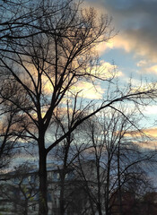 Gentle trees silhouettes at dusk. The moment reflects quiet transition and the beauty of autumn evenings.
