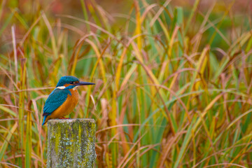 Close-up of bright kingfisher resting on post against golden reeds