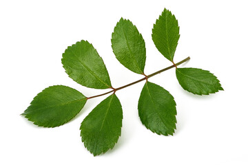 Rose branch with green leaves