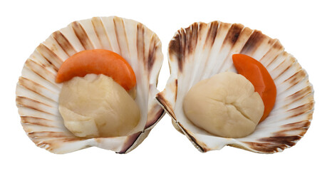 Fresh shell scallop