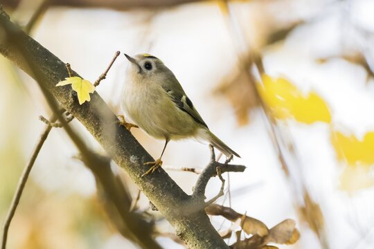 A winter golden chicken (Regulus regulus) stands on a branch surrounded by yellow leaves, flooded with sunlight, Hesse, Germany