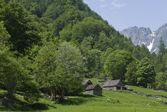 Traditional stone farmhouses, rustic style, on the edge of the forest, mountains in the background, Upper Verzasca Valley in the Canton of Tessin, Switzerland