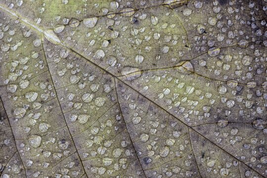 Dew drops on a leaf, Emsland, Lower Saxony, Germany