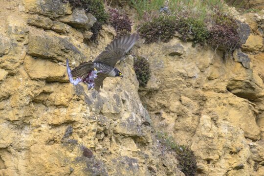 Peregrine falcon (Falco peregrinus), adult female flying with prey in front of picturesque rocky backdrop, biosphere area, Swabian Jura, Baden-W&uuml;rttemberg, Germany