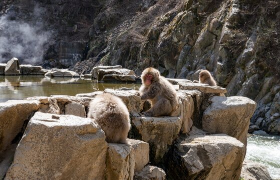 Japanese macaques (Macaca fuscata) sitting on rocks near water, Yamanouchi, Nagano Prefecture, Honshu Island, Japan