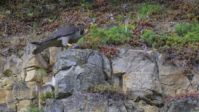 Peregrine falcon (Falco peregrinus), Peregrine falcon, resting on a rock, biosphere area, Swabian Jura, Baden-W&uuml;rttemberg, Germany
