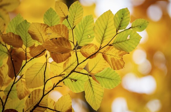 Yellow-colored beech leaves, autumn, Stuttgart, Germany