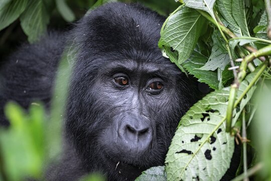 Mountain gorilla (Gorilla beringei beringei), between leaves, animal portrait, Bwindi Impenetrable Forest, Uganda