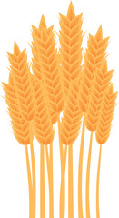 Fototapeta premium Wheat stalks are growing against a white background, representing agriculture, farming, and harvest