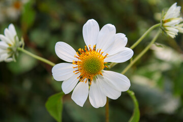Obraz premium white daisy flower.