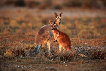 Red kangaroo (Macropus rufus), female with half-grown young, Sturt National Park, New South Wales, Australia