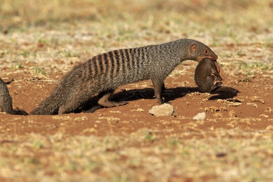 Zebra mongoose (Mungos mungo), adult with young, neck bite, mother carrying young, Kruger National Park, Kruger National Park, South Africa
