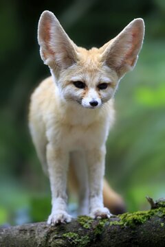 Fennec, desert fox (Vulpes zerda), adult, vigilant, North Africa, Africa, captive