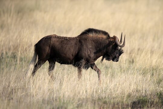 White-tailed wildebeest (Connochaetes gnou), adult, running, Mountain Zebra National Park, Eastern Cape, South Africa