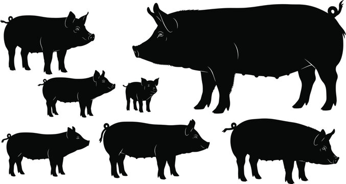 Set of black pig silhouettes, collection of farm animals, sow, boar, and piglet icons, livestock vector graphics, isolated illustration.