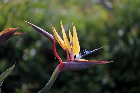 Bird of paradise flower (Strelitzia reginae), flower, in bloom, Kirstenbosch Botanical Gardens, Cape Town, South Africa