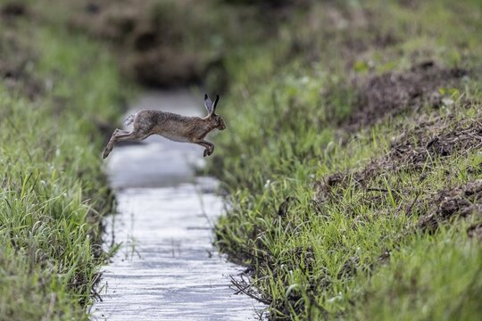 European hare (Lepus europaeus) jumping over a ditch, Emsland, Lower Saxony, Germany