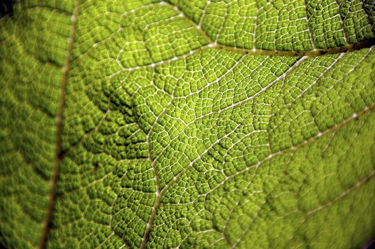 Gunnera leaf, Gunneratinctoria, Chile
