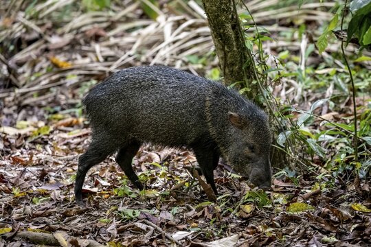 Collared peccary (Pecari tajacu) foraging in the rainforest, Corcovado National Park, Osa, Puntarena Province, Costa Rica