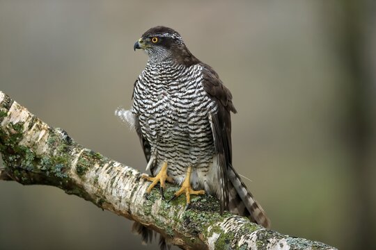 Eurasian sparrowhawk (Accipiter nisus), adult, female, on tree, alert, in autumn, &Scaron;umava, Czech Republic