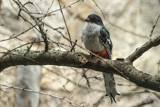 Cuban Trogon (Priotelus temnurus), Walsrode Bird Park, Lower Saxony, Germany
