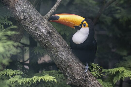 Toco toucan (Ramphastos toco), Vogelpark Walsrode, Lower Saxony, Germany