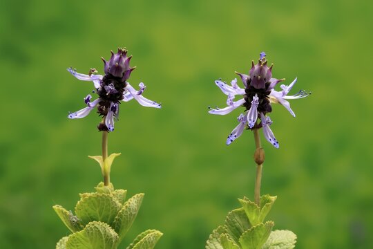 Piss-off plant (Plectranthus ornatus), cat repellent, flowering, Elllerstadt, Germany
