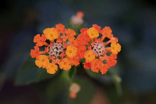 Spanish flag (Lantana camara), blooming, flower, Elllerstadt, Germany