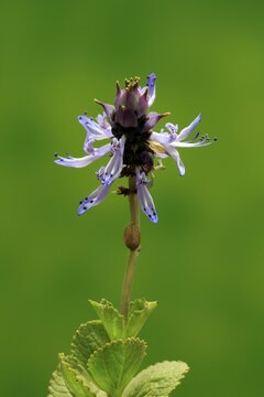 Piss-off plant (Plectranthus ornatus), cat repellent, flowering, Elllerstadt, Germany