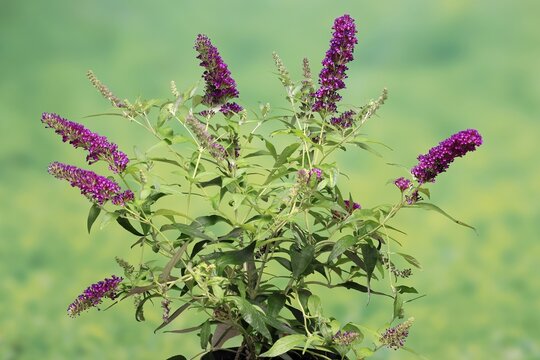 Butterfly-bush (Buddleja davidii), summer lilac, common summer lilac, butterfly bush, lilac spear, flowering, blossom, Elllerstadt, Germany