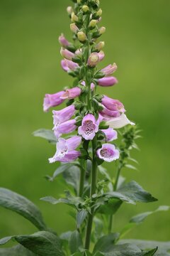Common foxglove (Digitalis purpurea), flowering, Elllerstadt, Germany