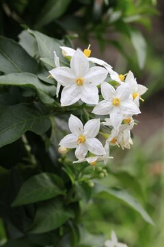 Solanum laxum (Solanum laxum), flowering, flower, Ellerstadt, Germany