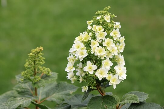 Oakleaf hydrangea (Hydrangea quercifolia), flower, in bloom, Germany