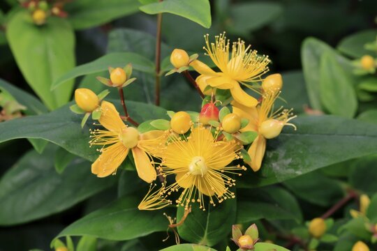 Sweet-amber (Hypericum androsaemum), flower, flowering, Germany